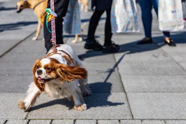 Wroclaw, Polonya - Eylül 2022: Wroclaw 'daki özgürlük meydanı ve Wroclaw' daki küçük ve büyük köpeklerle dolu şehir sokakları.