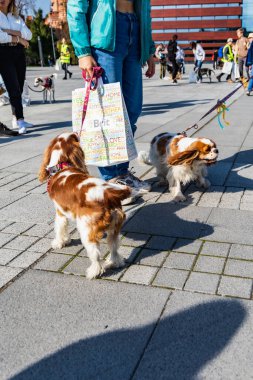 Wroclaw, Polonya - Eylül 2022: Wroclaw 'daki özgürlük meydanı ve Wroclaw' daki küçük ve büyük köpeklerle dolu şehir sokakları.