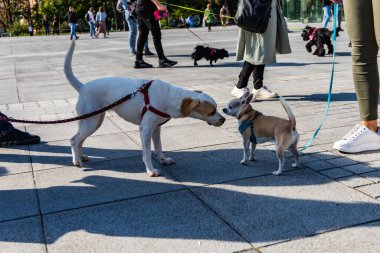 Wroclaw, Polonya - Eylül 2022: Wroclaw 'daki özgürlük meydanı ve Wroclaw' daki küçük ve büyük köpeklerle dolu şehir sokakları.
