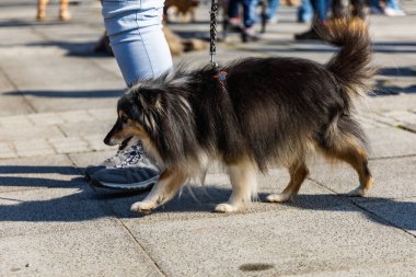 Wroclaw, Polonya - Eylül 2022: Wroclaw 'daki özgürlük meydanı ve Wroclaw' daki küçük ve büyük köpeklerle dolu şehir sokakları.