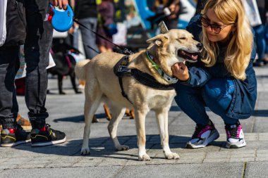 Wroclaw, Polonya - Eylül 2022: Wroclaw 'daki özgürlük meydanı ve Wroclaw' daki küçük ve büyük köpeklerle dolu şehir sokakları.