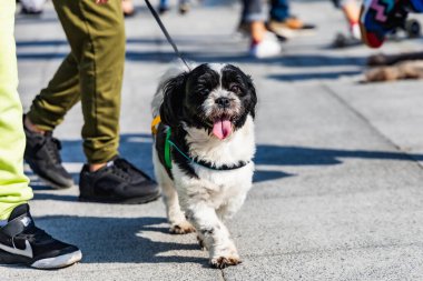 Wroclaw, Polonya - Eylül 2022: Wroclaw 'daki özgürlük meydanı ve Wroclaw' daki küçük ve büyük köpeklerle dolu şehir sokakları.