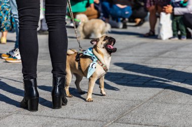 Wroclaw, Polonya - Eylül 2022: Wroclaw 'daki özgürlük meydanı ve Wroclaw' daki küçük ve büyük köpeklerle dolu şehir sokakları.