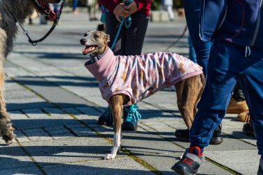 Wroclaw, Polonya - Eylül 2022: Wroclaw 'daki özgürlük meydanı ve Wroclaw' daki küçük ve büyük köpeklerle dolu şehir sokakları.