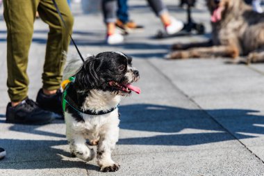 Wroclaw, Polonya - Eylül 2022: Wroclaw 'daki özgürlük meydanı ve Wroclaw' daki küçük ve büyük köpeklerle dolu şehir sokakları.
