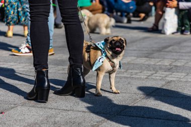 Wroclaw, Polonya - Eylül 2022: Wroclaw 'daki özgürlük meydanı ve Wroclaw' daki küçük ve büyük köpeklerle dolu şehir sokakları.