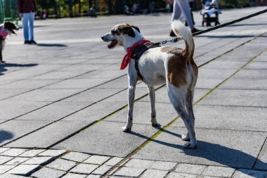 Wroclaw, Polonya - Eylül 2022: Wroclaw 'daki özgürlük meydanı ve Wroclaw' daki küçük ve büyük köpeklerle dolu şehir sokakları.