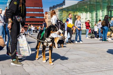 Wroclaw, Polonya - Eylül 2022: Wroclaw 'daki özgürlük meydanı ve Wroclaw' daki küçük ve büyük köpeklerle dolu şehir sokakları.