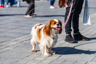Wroclaw, Polonya - Eylül 2022: Wroclaw 'daki özgürlük meydanı ve Wroclaw' daki küçük ve büyük köpeklerle dolu şehir sokakları.