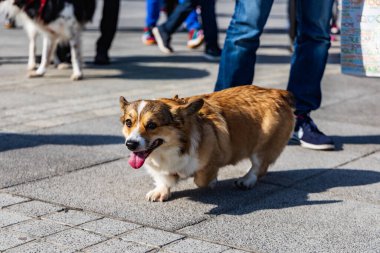Wroclaw, Polonya - Eylül 2022: Wroclaw 'daki özgürlük meydanı ve Wroclaw' daki küçük ve büyük köpeklerle dolu şehir sokakları.