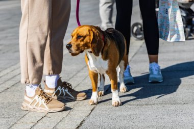 Wroclaw, Polonya - Eylül 2022: Wroclaw 'daki özgürlük meydanı ve Wroclaw' daki küçük ve büyük köpeklerle dolu şehir sokakları.