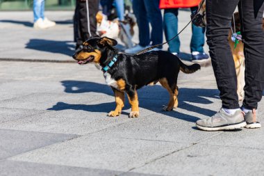 Wroclaw, Polonya - Eylül 2022: Wroclaw 'daki özgürlük meydanı ve Wroclaw' daki küçük ve büyük köpeklerle dolu şehir sokakları.