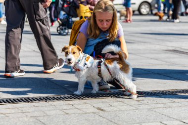 Wroclaw, Polonya - Eylül 2022: Wroclaw 'daki özgürlük meydanı ve Wroclaw' daki küçük ve büyük köpeklerle dolu şehir sokakları.