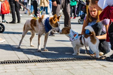 Wroclaw, Polonya - Eylül 2022: Wroclaw 'daki özgürlük meydanı ve Wroclaw' daki küçük ve büyük köpeklerle dolu şehir sokakları.