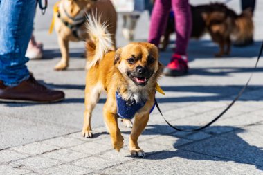 Wroclaw, Polonya - Eylül 2022: Wroclaw 'daki özgürlük meydanı ve Wroclaw' daki küçük ve büyük köpeklerle dolu şehir sokakları.