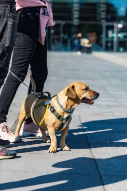 Wroclaw, Polonya - Eylül 2022: Wroclaw 'daki özgürlük meydanı ve Wroclaw' daki küçük ve büyük köpeklerle dolu şehir sokakları.