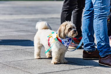 Wroclaw, Polonya - Eylül 2022: Wroclaw 'daki özgürlük meydanı ve Wroclaw' daki küçük ve büyük köpeklerle dolu şehir sokakları.