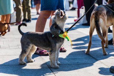 Wroclaw, Polonya - Eylül 2022: Wroclaw 'daki özgürlük meydanı ve Wroclaw' daki küçük ve büyük köpeklerle dolu şehir sokakları.