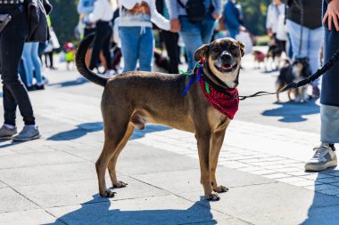 Wroclaw, Polonya - Eylül 2022: Wroclaw 'daki özgürlük meydanı ve Wroclaw' daki küçük ve büyük köpeklerle dolu şehir sokakları.