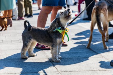 Wroclaw, Polonya - Eylül 2022: Wroclaw 'daki özgürlük meydanı ve Wroclaw' daki küçük ve büyük köpeklerle dolu şehir sokakları.