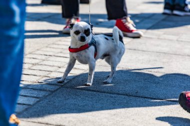 Wroclaw, Polonya - Eylül 2022: Wroclaw 'daki özgürlük meydanı ve Wroclaw' daki küçük ve büyük köpeklerle dolu şehir sokakları.