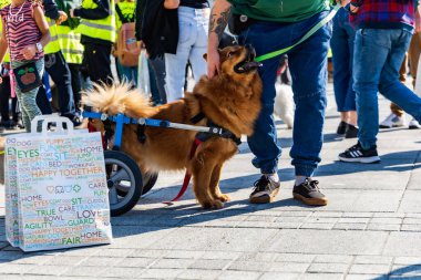 Wroclaw, Polonya - Eylül 2022: Wroclaw 'daki özgürlük meydanı ve Wroclaw' daki küçük ve büyük köpeklerle dolu şehir sokakları.