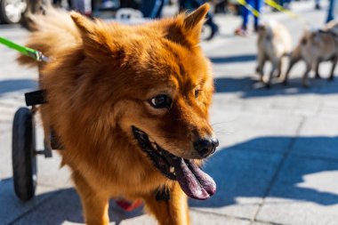 Wroclaw, Polonya - Eylül 2022: Wroclaw 'daki özgürlük meydanı ve Wroclaw' daki küçük ve büyük köpeklerle dolu şehir sokakları.