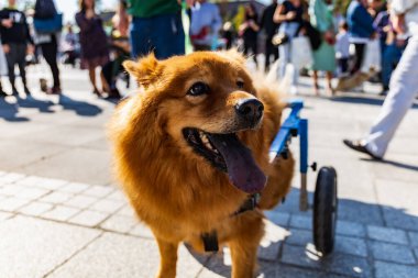 Wroclaw, Polonya - Eylül 2022: Wroclaw 'daki özgürlük meydanı ve Wroclaw' daki küçük ve büyük köpeklerle dolu şehir sokakları.