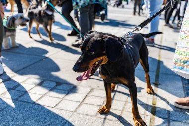 Wroclaw, Polonya - Eylül 2022: Wroclaw 'daki özgürlük meydanı ve Wroclaw' daki küçük ve büyük köpeklerle dolu şehir sokakları.