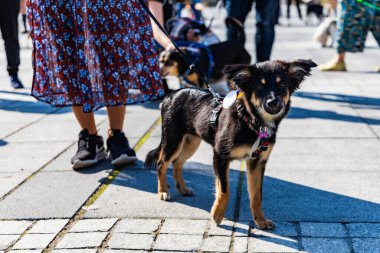 Wroclaw, Polonya - Eylül 2022: Wroclaw 'daki özgürlük meydanı ve Wroclaw' daki küçük ve büyük köpeklerle dolu şehir sokakları.