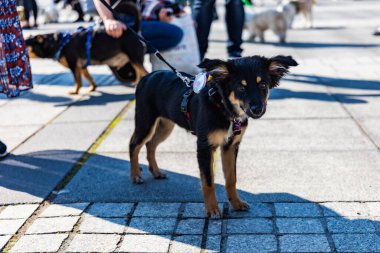 Wroclaw, Polonya - Eylül 2022: Wroclaw 'daki özgürlük meydanı ve Wroclaw' daki küçük ve büyük köpeklerle dolu şehir sokakları.