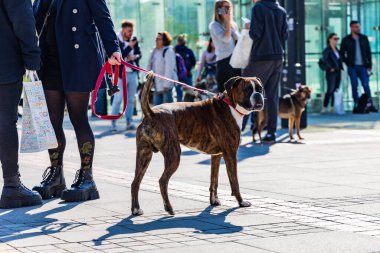 Wroclaw, Polonya - Eylül 2022: Wroclaw 'daki özgürlük meydanı ve Wroclaw' daki küçük ve büyük köpeklerle dolu şehir sokakları.