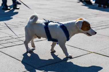 Wroclaw, Polonya - Eylül 2022: Wroclaw 'daki özgürlük meydanı ve Wroclaw' daki küçük ve büyük köpeklerle dolu şehir sokakları.