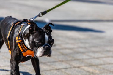 Wroclaw, Polonya - Eylül 2022: Wroclaw 'daki özgürlük meydanı ve Wroclaw' daki küçük ve büyük köpeklerle dolu şehir sokakları.