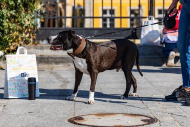 Wroclaw, Polonya - Eylül 2022: Wroclaw 'daki özgürlük meydanı ve Wroclaw' daki küçük ve büyük köpeklerle dolu şehir sokakları.