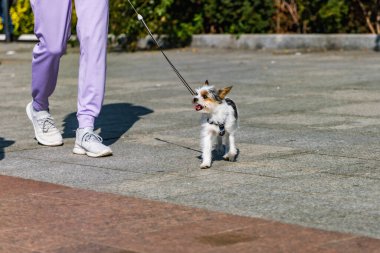 Wroclaw, Polonya - Eylül 2022: Wroclaw 'daki özgürlük meydanı ve Wroclaw' daki küçük ve büyük köpeklerle dolu şehir sokakları.