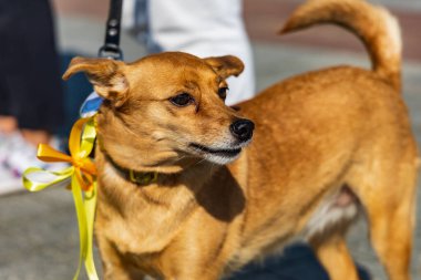 Wroclaw, Polonya - Eylül 2022: Wroclaw 'daki özgürlük meydanı ve Wroclaw' daki küçük ve büyük köpeklerle dolu şehir sokakları.