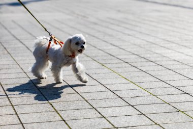 Wroclaw, Polonya - Eylül 2022: Wroclaw 'daki özgürlük meydanı ve Wroclaw' daki küçük ve büyük köpeklerle dolu şehir sokakları.