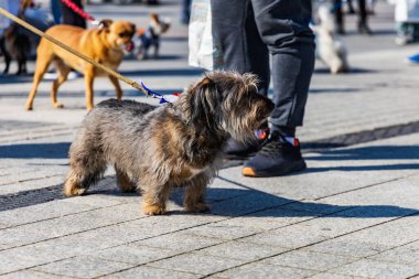 Wroclaw, Polonya - Eylül 2022: Wroclaw 'daki özgürlük meydanı ve Wroclaw' daki küçük ve büyük köpeklerle dolu şehir sokakları.