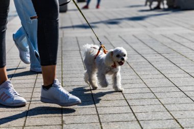 Wroclaw, Polonya - Eylül 2022: Wroclaw 'daki özgürlük meydanı ve Wroclaw' daki küçük ve büyük köpeklerle dolu şehir sokakları.