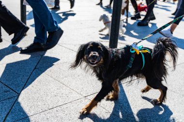 Wroclaw, Polonya - Eylül 2022: Wroclaw 'daki özgürlük meydanı ve Wroclaw' daki küçük ve büyük köpeklerle dolu şehir sokakları.