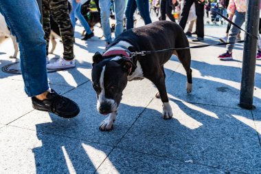 Wroclaw, Polonya - Eylül 2022: Wroclaw 'daki özgürlük meydanı ve Wroclaw' daki küçük ve büyük köpeklerle dolu şehir sokakları.