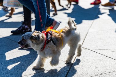 Wroclaw, Polonya - Eylül 2022: Wroclaw 'daki özgürlük meydanı ve Wroclaw' daki küçük ve büyük köpeklerle dolu şehir sokakları.