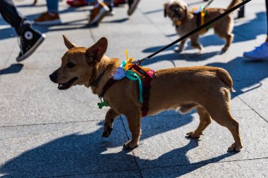 Wroclaw, Polonya - Eylül 2022: Wroclaw 'daki özgürlük meydanı ve Wroclaw' daki küçük ve büyük köpeklerle dolu şehir sokakları.
