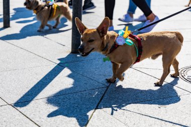 Wroclaw, Polonya - Eylül 2022: Wroclaw 'daki özgürlük meydanı ve Wroclaw' daki küçük ve büyük köpeklerle dolu şehir sokakları.