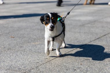 Wroclaw, Polonya - Eylül 2022: Wroclaw 'daki özgürlük meydanı ve Wroclaw' daki küçük ve büyük köpeklerle dolu şehir sokakları.