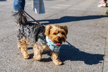 Wroclaw, Polonya - Eylül 2022: Wroclaw 'daki özgürlük meydanı ve Wroclaw' daki küçük ve büyük köpeklerle dolu şehir sokakları.
