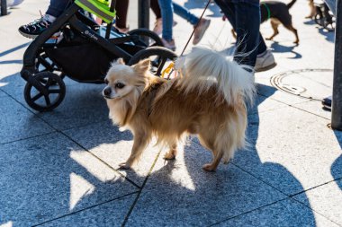 Wroclaw, Polonya - Eylül 2022: Wroclaw 'daki özgürlük meydanı ve Wroclaw' daki küçük ve büyük köpeklerle dolu şehir sokakları.