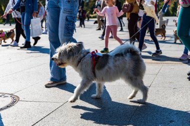 Wroclaw, Polonya - Eylül 2022: Wroclaw 'daki özgürlük meydanı ve Wroclaw' daki küçük ve büyük köpeklerle dolu şehir sokakları.
