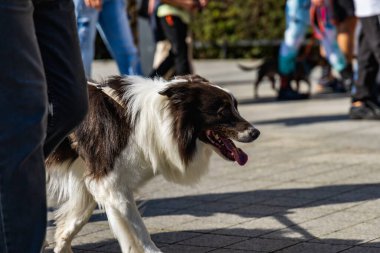 Wroclaw, Polonya - Eylül 2022: Wroclaw 'daki özgürlük meydanı ve Wroclaw' daki küçük ve büyük köpeklerle dolu şehir sokakları.